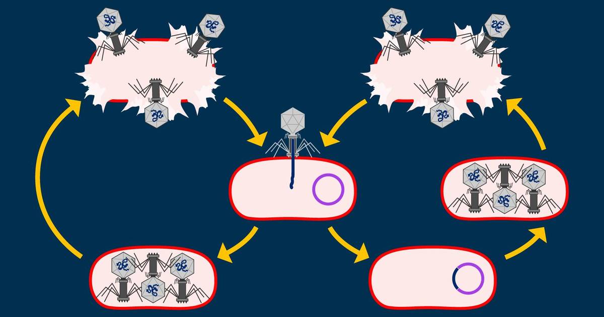 Viral Replication Cycles: Bacteriophages