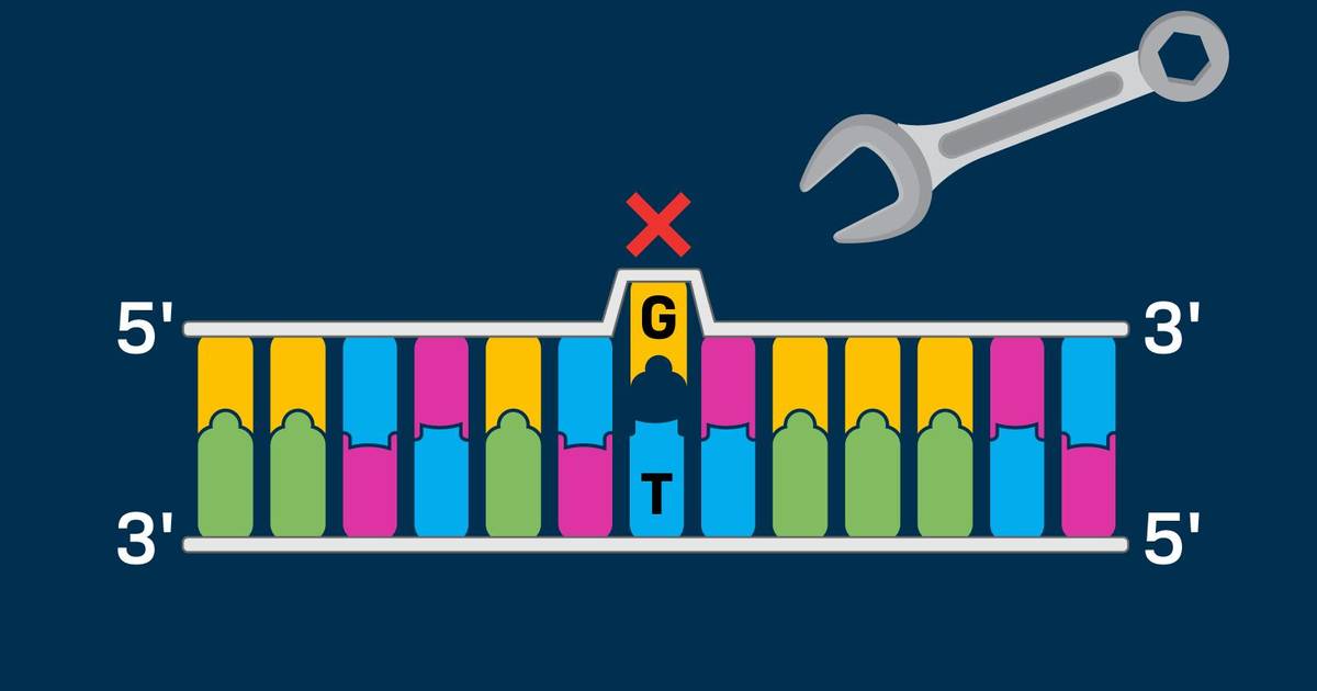 Repairing DNA Errors