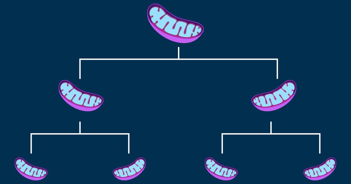 Non-Nuclear Inheritance: Mitochondria