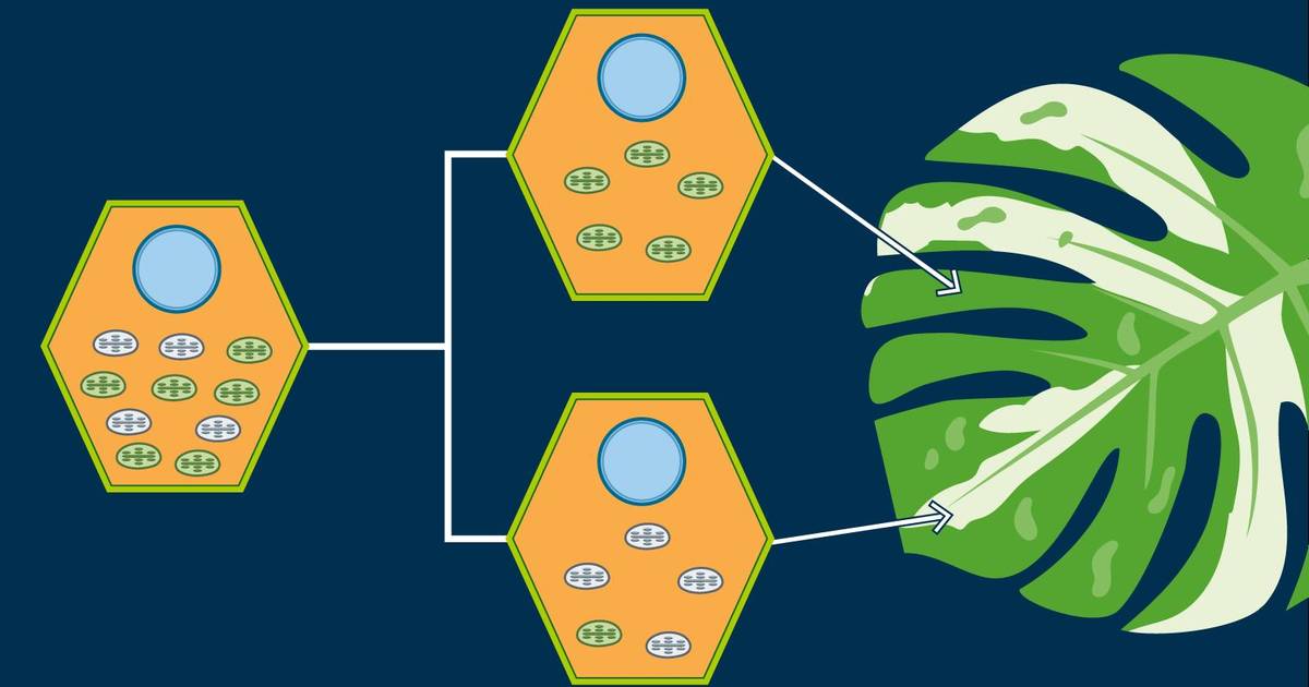Non-Nuclear Inheritance: Chloroplasts