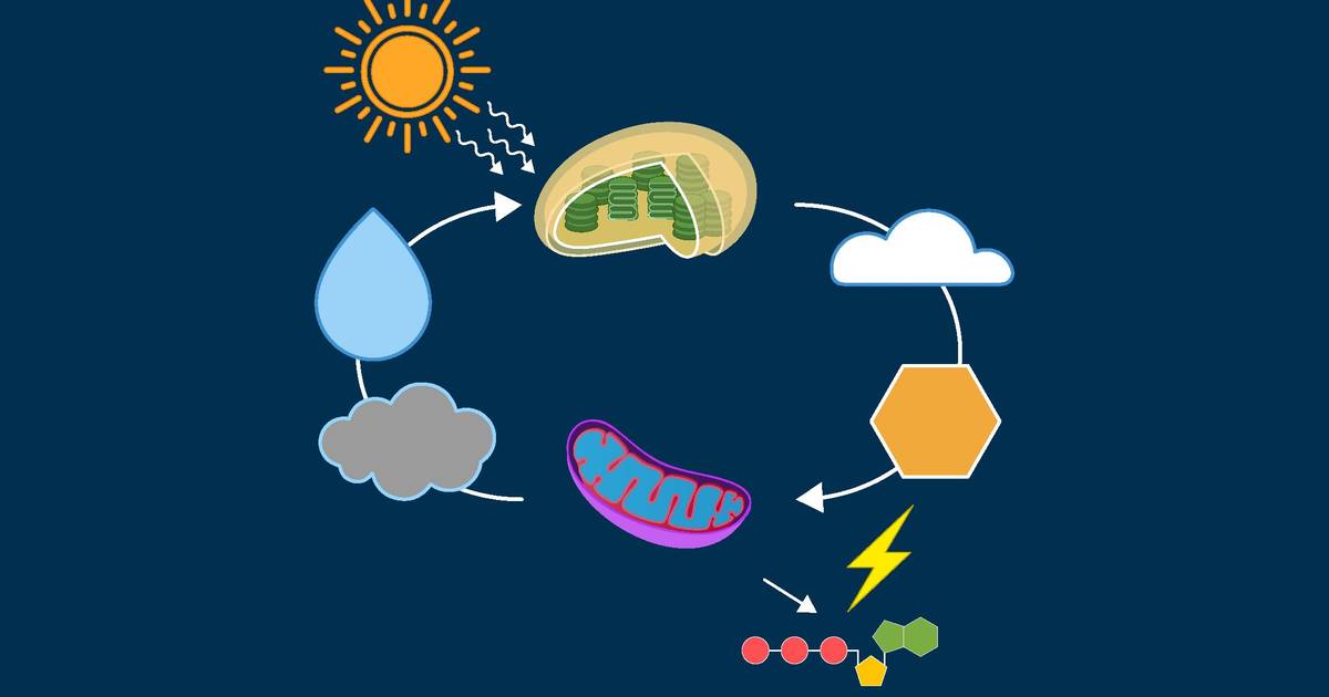 Chloroplasts vs. Mitochondria