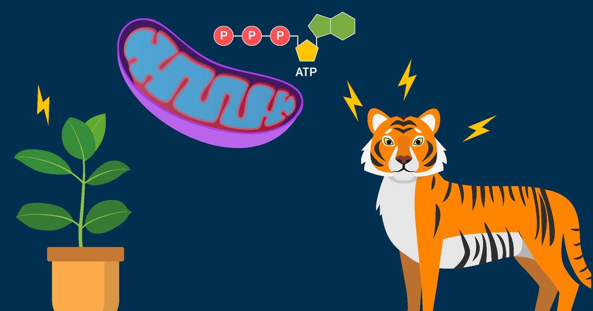 Cellular Respiration