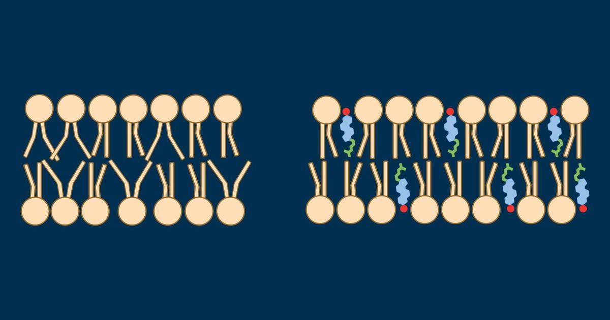 How Cholesterol Regulates Membrane Fluidity Based on Temperature