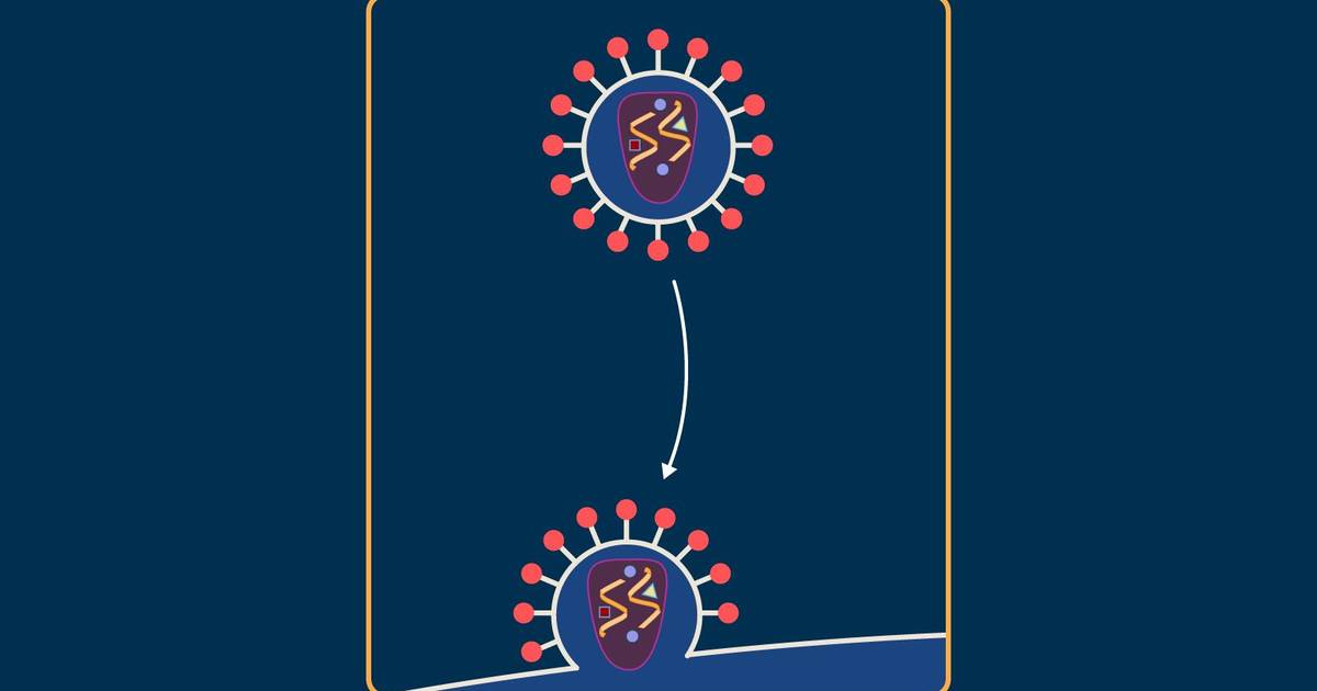 How to Illustrate the HIV Replication Cycle