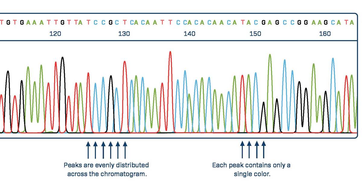 How to Interpret a DNA Sequencing Chromatogram: The basics