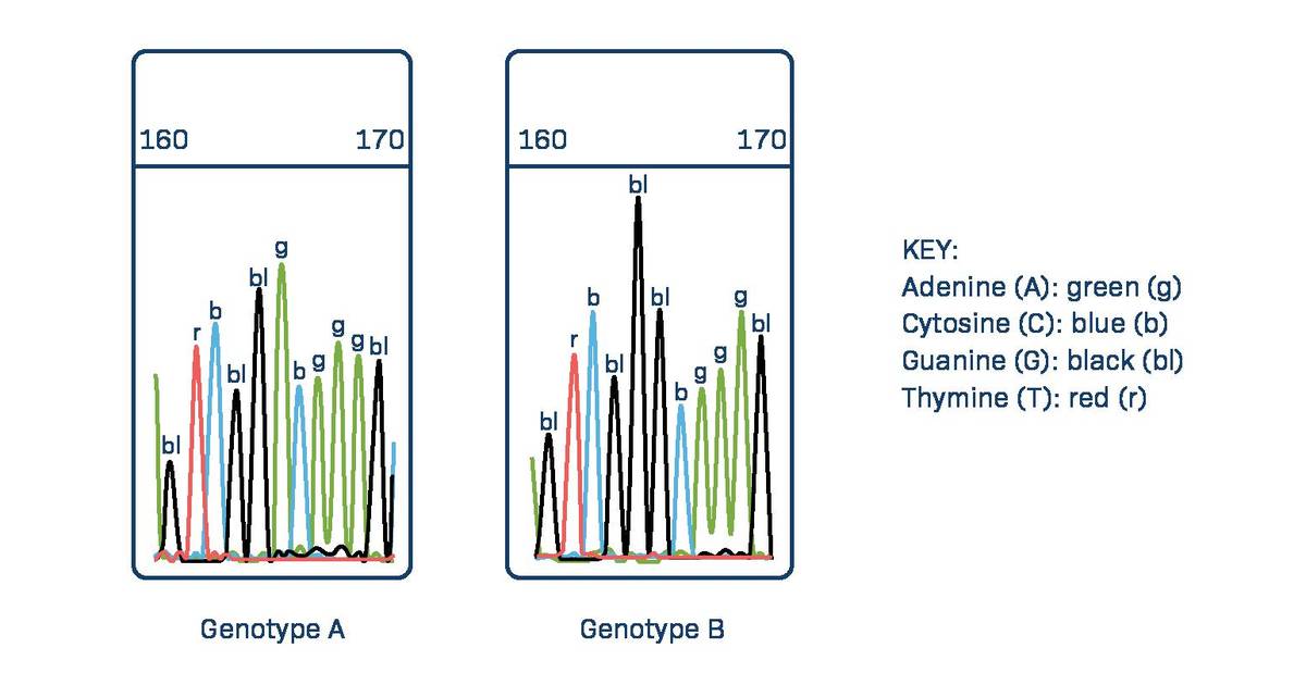 Check Your Understanding: Interpreting DNA sequencing chromatograms