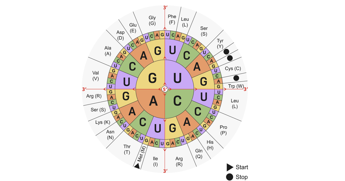 Codons As Units of the Genetic Code