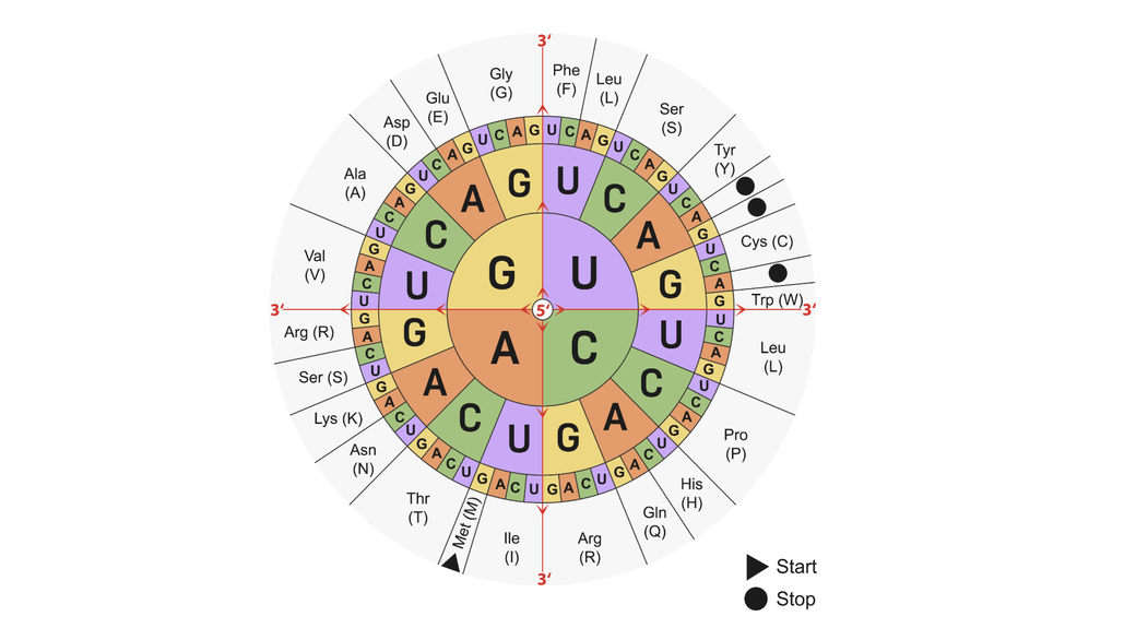 Amino Acid Codon Wheel