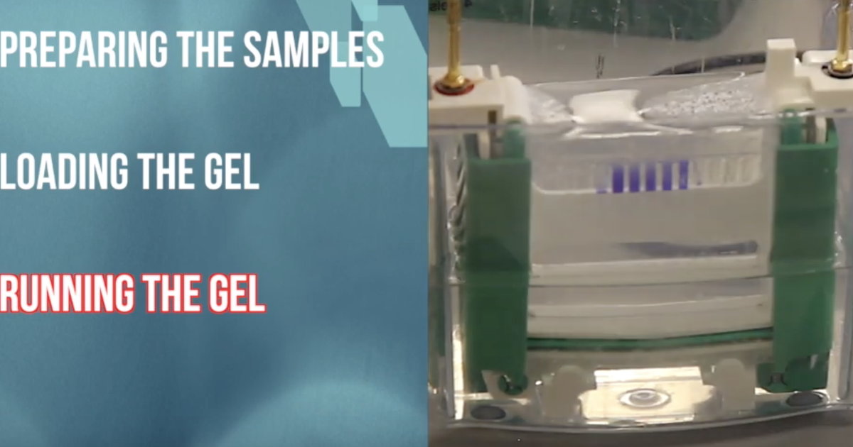 How To: Protein Gel Electrophoresis