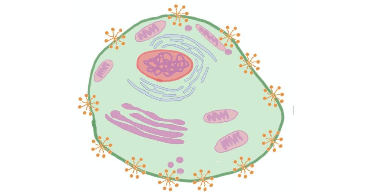 The Purpose of SDS in Protein Gel Electrophoresis