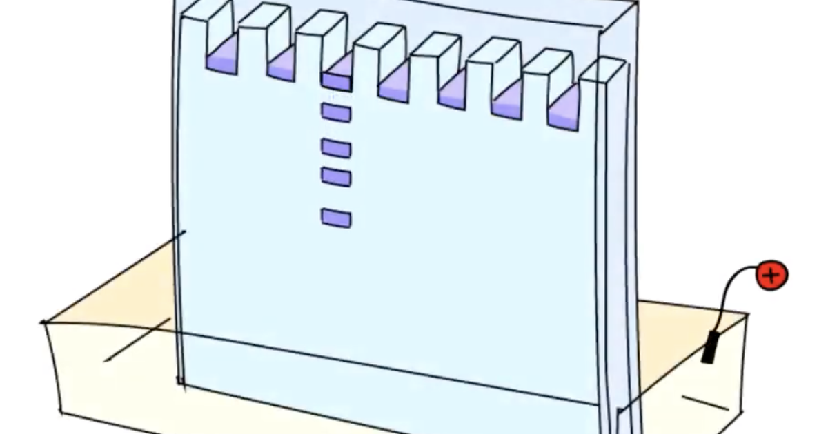 How SDS is Used to Run Protein Gels