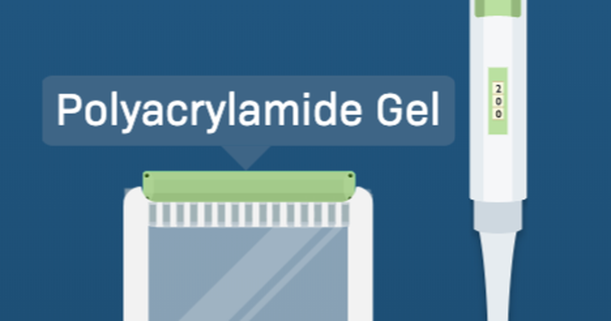 Running a Protein Gel