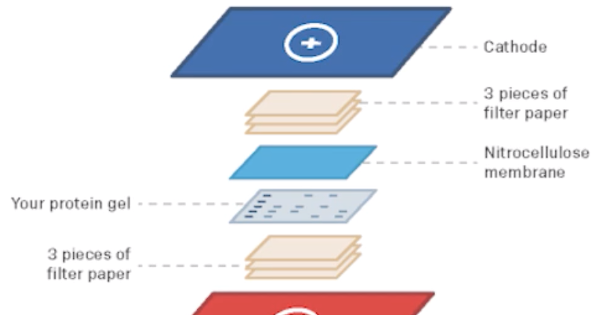 How To: Western Blot