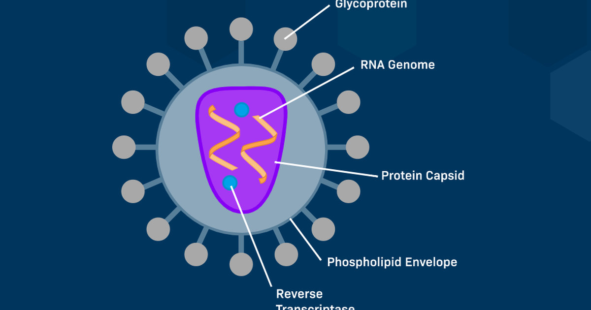 The Life Cycle of HIV - How the Virus Co-Opts the Cell