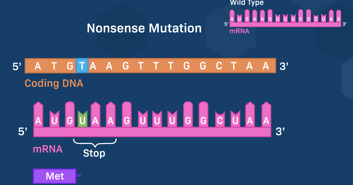 Effects of Genetic Mutations