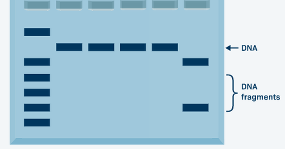 Design and Testing of Guide RNAs for CRISPR-Cas9 Gene Editing
