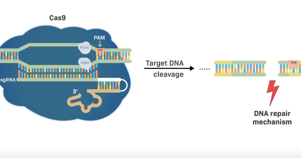 CRISPR: Testing the Quality of Designed Guide RNAs