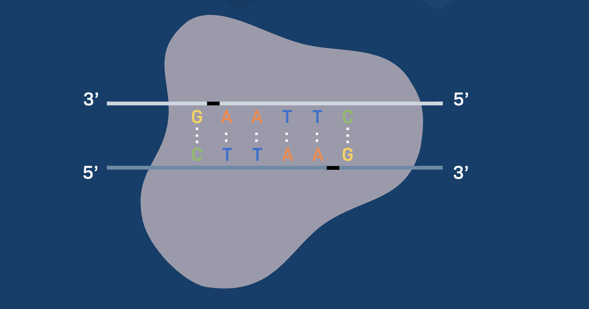 How is DNA Ligase Used in Cloning?