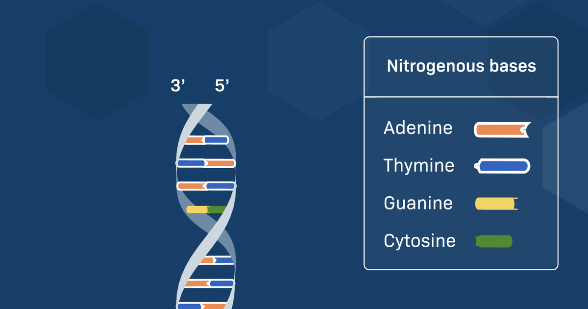 Sorting Out DNA