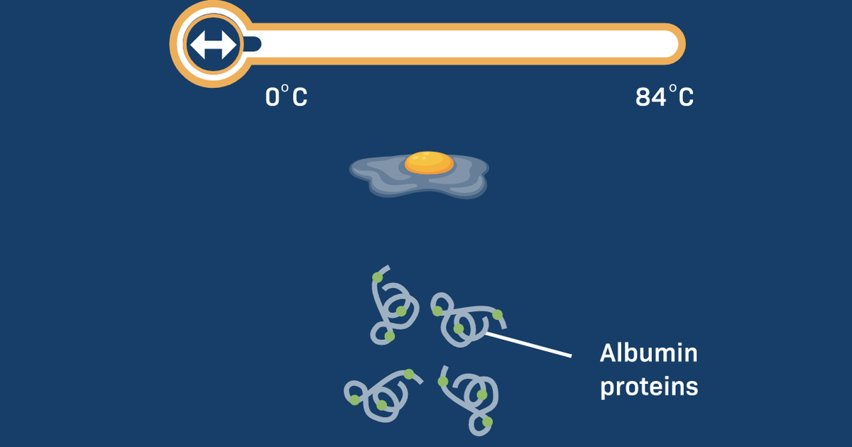Effect of Temperature on Protein Folding
