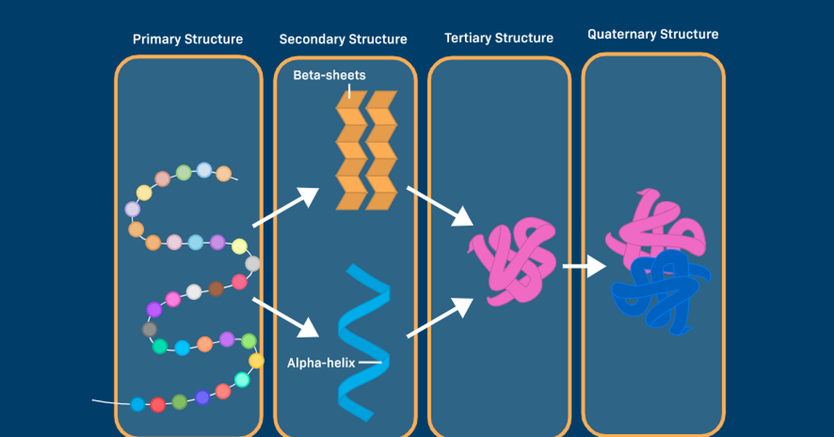 Protein Folding