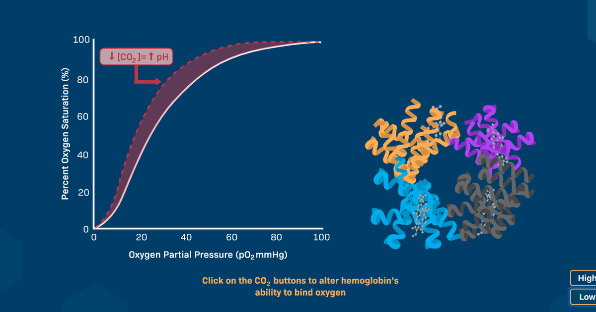 Impact of Carbon Dioxide Levels on the Structure of Hemoglobin