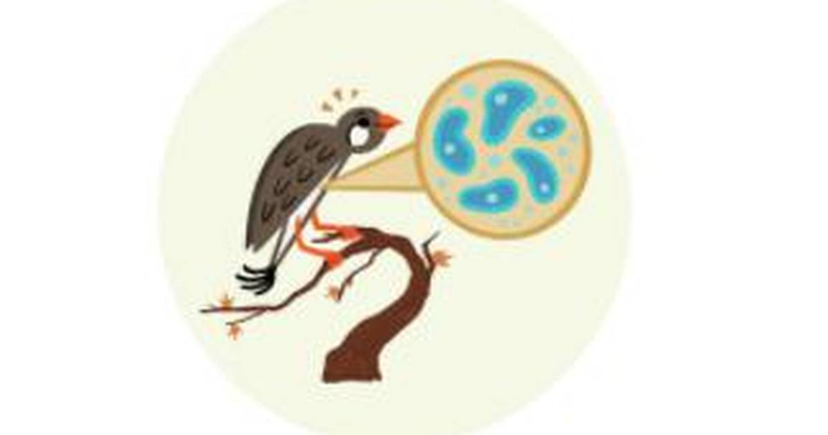 How Does Oxidative Stress Contribute to Aging?