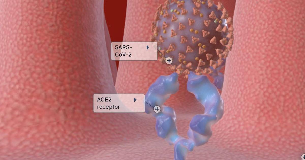 SARS-CoV-2 Viral Pathogenesis (Labeled)