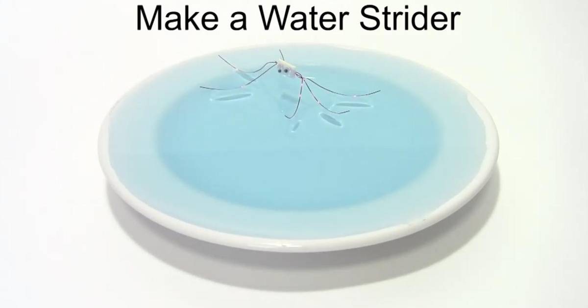 Build a Water Strider