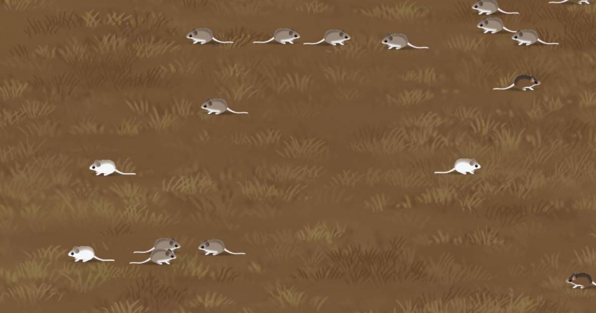 Adaptations for Populations