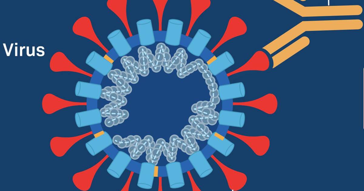 Immune Response to Vaccination