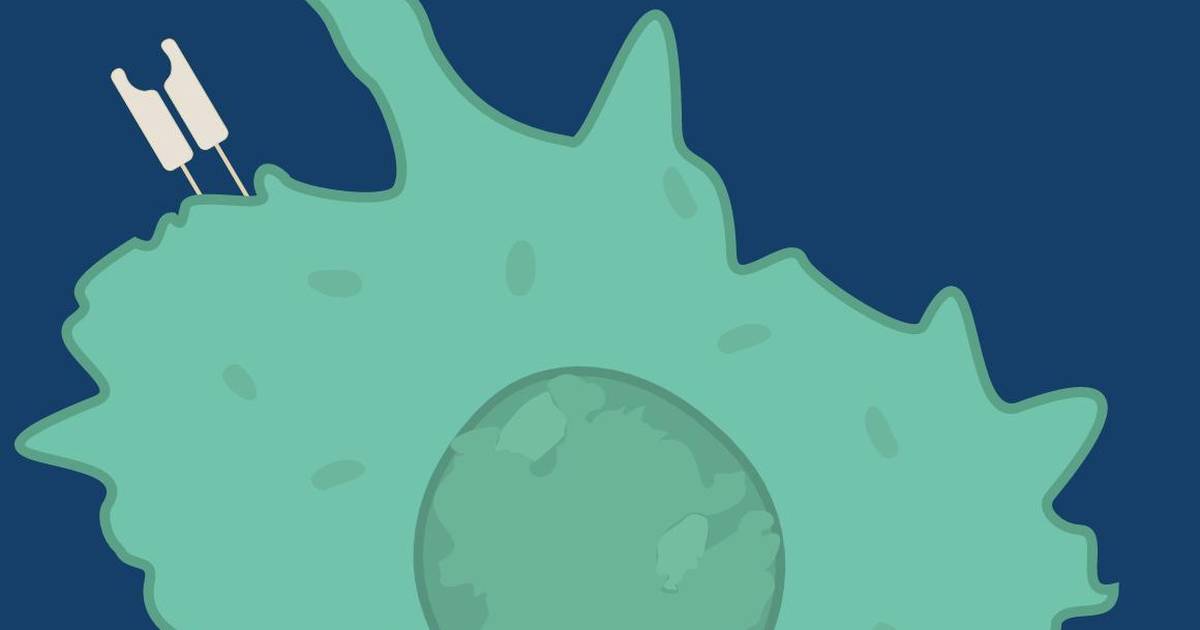 Macrophages and Phagocytosis