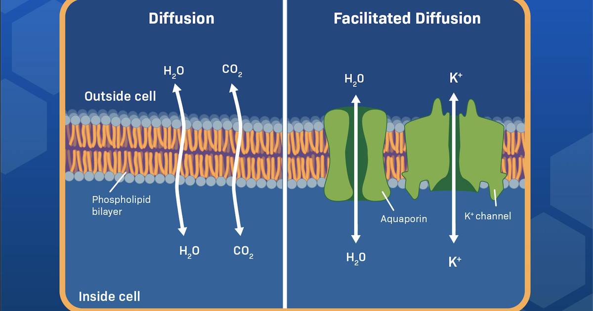 How to Interpret Biological Model Figures: Movement