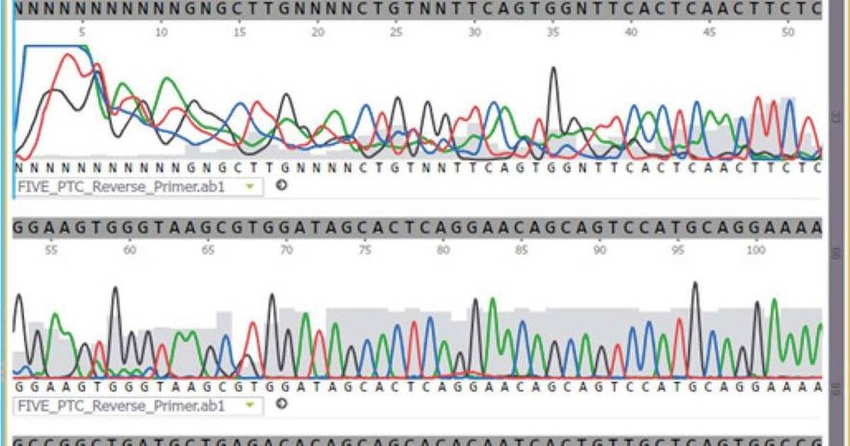 Exploring DNA Sequences