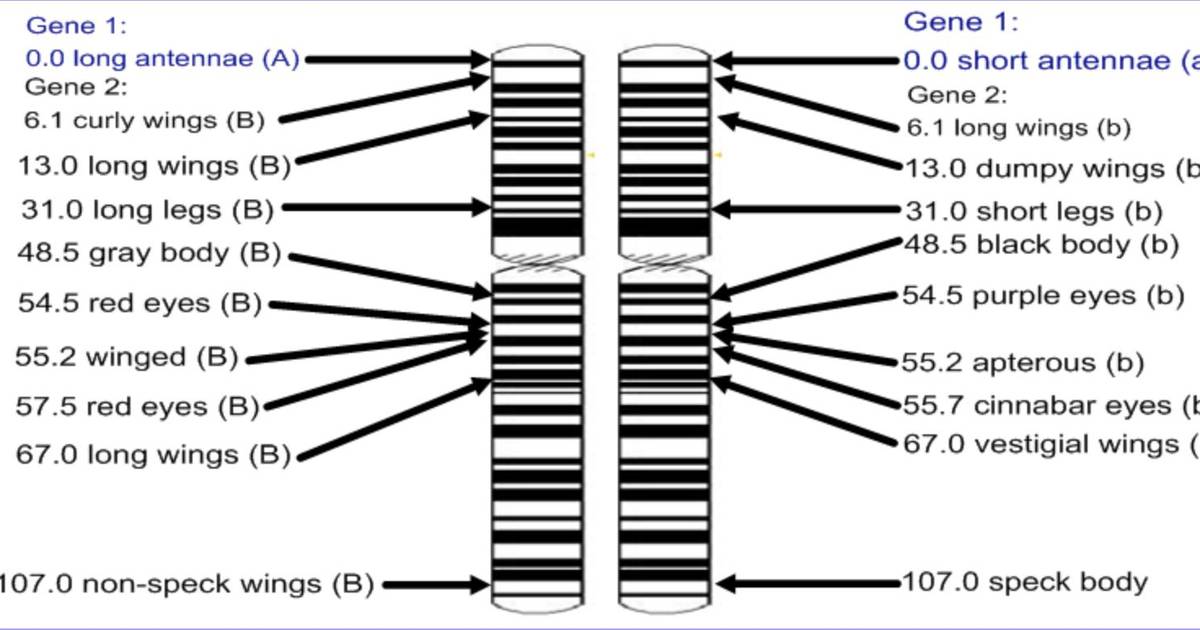 Gene Linkage and Recombination