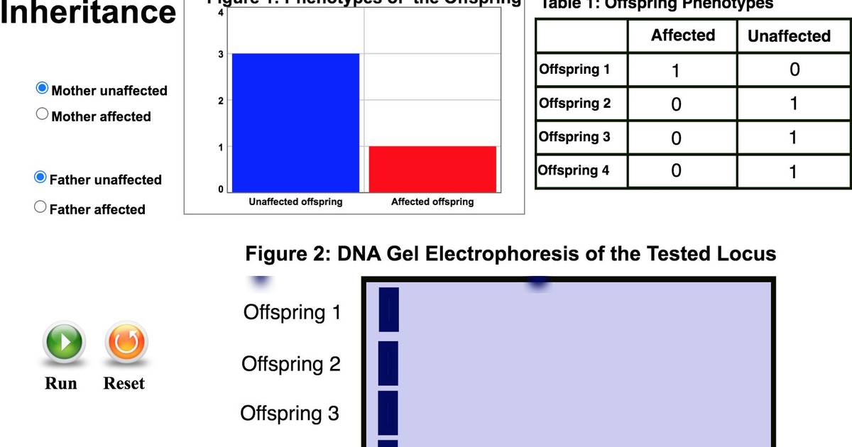 Patterns of Inheritance with Gel Electrophoresis