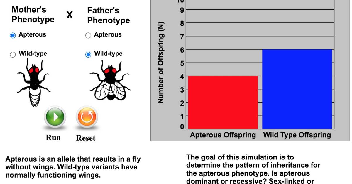 Drosophila Genetics Model - Apterous Versus Wild-Type