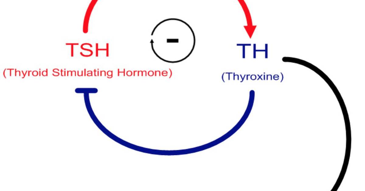 Thyroid Hormone Feedback System Model