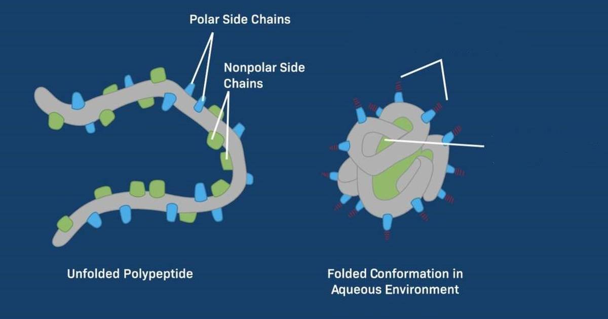 SNPs and Their Impact on Protein Structure
