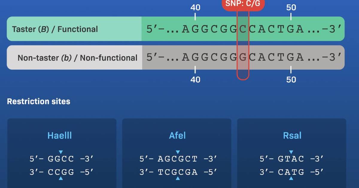 Which Restriction Enzyme Should We Use?