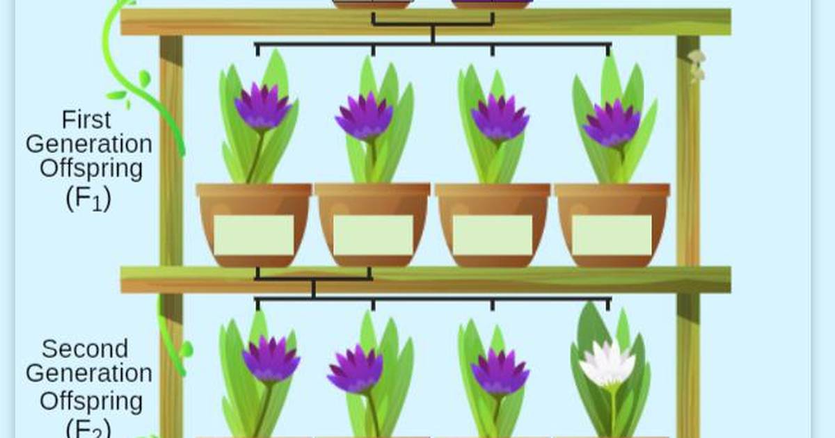 Mendel's First Experiment: Mendel's First Set of Experiments