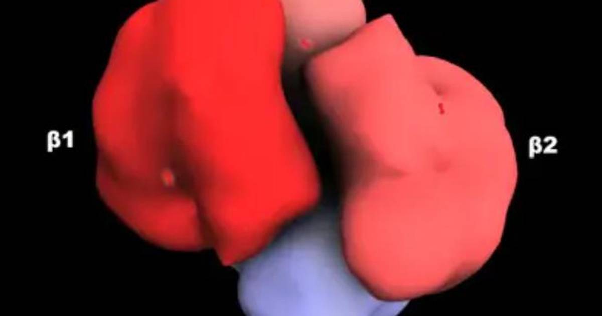 Hemoglobin: Requirement for 2 Bound Oxygens for T to R Conformational Change