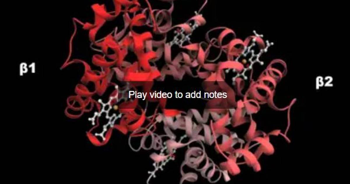 Hemoglobin: Conformational Changes upon Oxygen Binding, Zoomed-Out Tetramer Structure