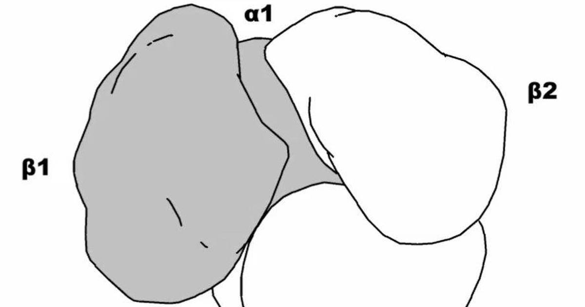 Hemoglobin: Alpha-Beta Dimer Interface as Conformation Changes From T to R States