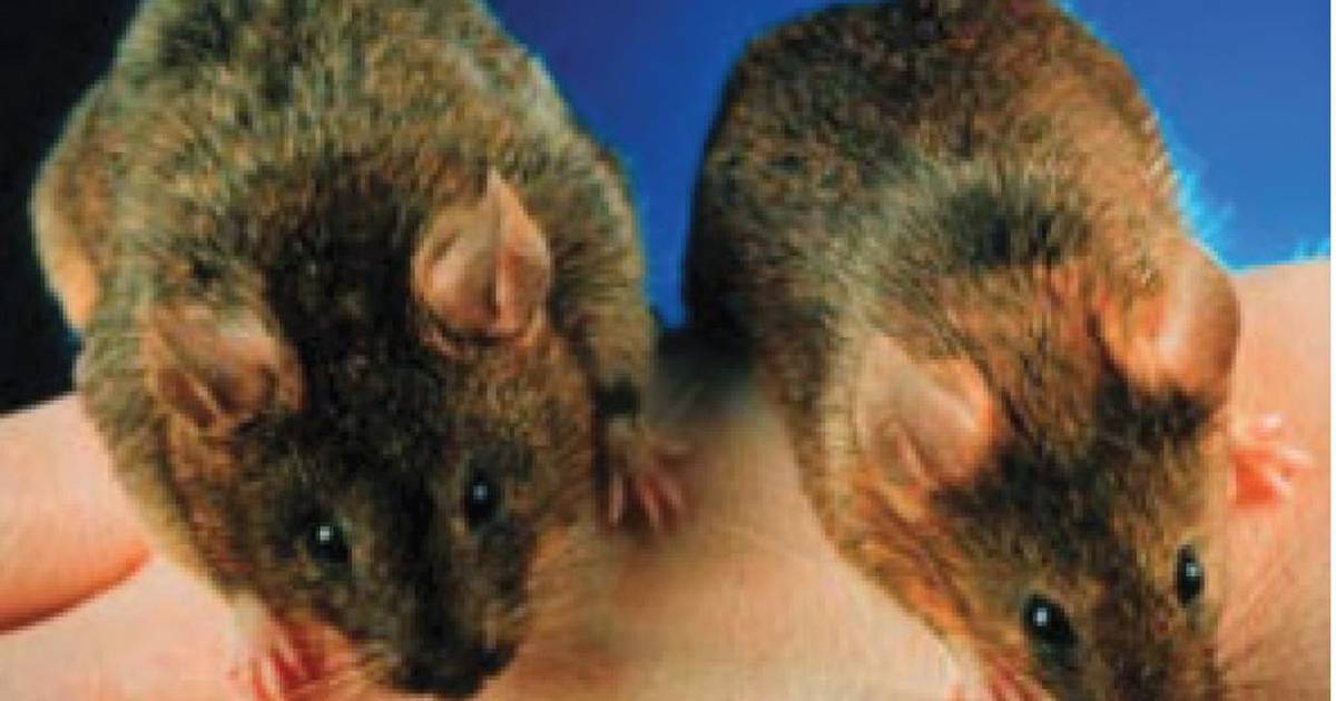 Mighty Mice in Space Lesson 1: Making Predictions