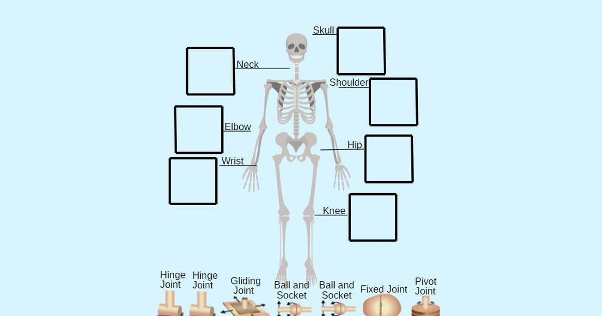 Joints: Jointed Appendages