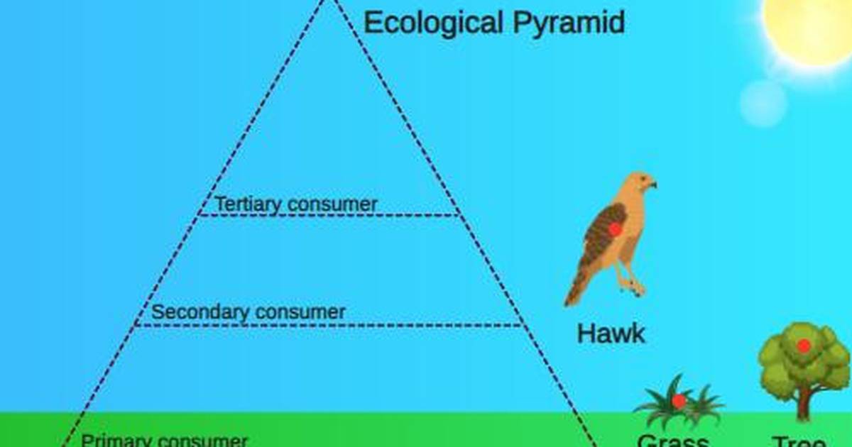 Trophic Levels