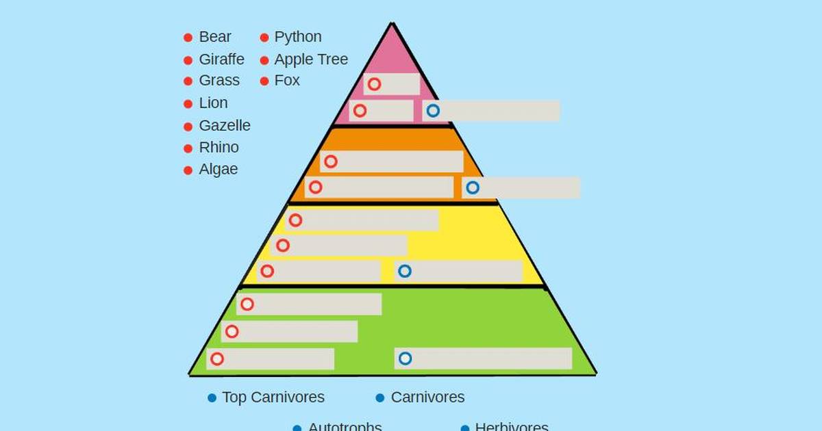Ecosystems: Food Pyramid