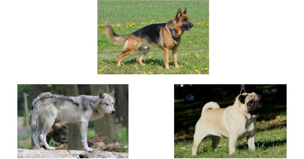 A Bark Stronger than a (Science) Bite