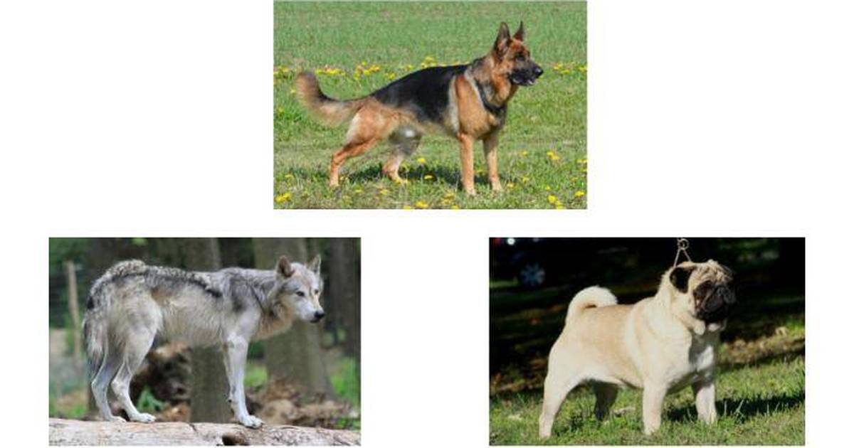 Artificial Selection And The Evolution Of Domestic Dogs